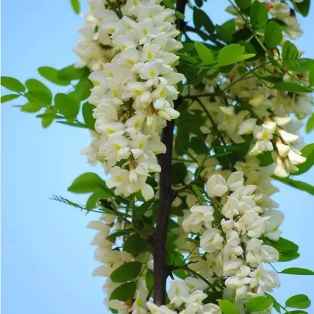 Sophora japonica extract sophoricoside