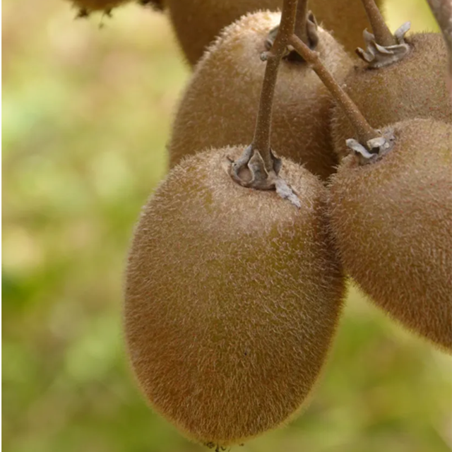 Kiwifruit-extract